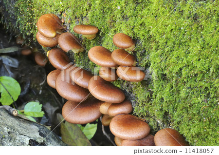 Omphalotus刺參 11418057