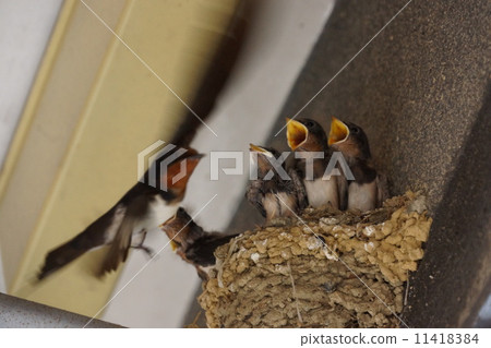 Swallow's parent and child H. rustica 11418384