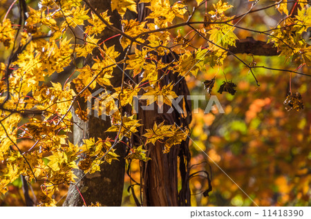 Gold colored autumn leaves 11418390