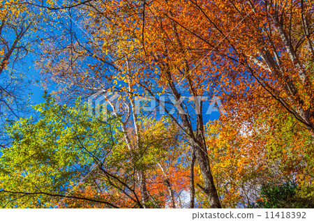 Blue sky and autumn leaves Blue sky and autumn leaves 11418392