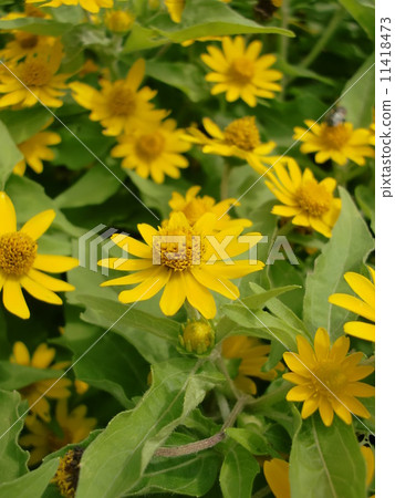 Melanpojome 11418473