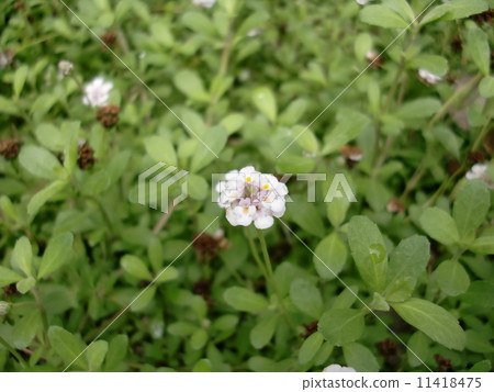 Iwadare Rew 11418475