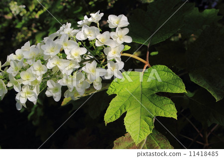 Kashiwaba hydrangea 11418485