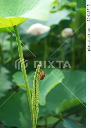 Removal of cicadas and asbestos 11418745