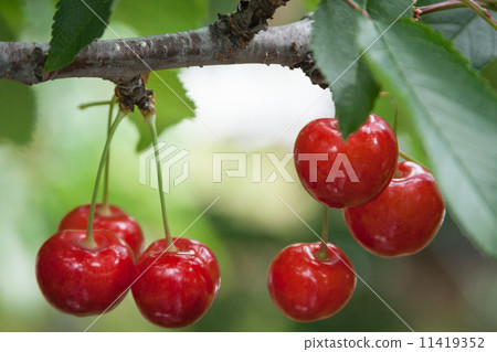 Yamagata's ripe cherry Yamagata's ripe cherry 11419352