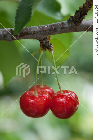 山形的成熟櫻桃 山形的成熟櫻桃 11419354