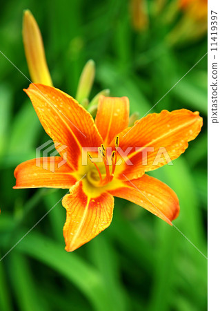 Orange lily in summer garden in sunlight Orange lily in summer garden in sunlight 11419397