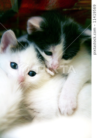 Couple of little funny kittens in game 11419569