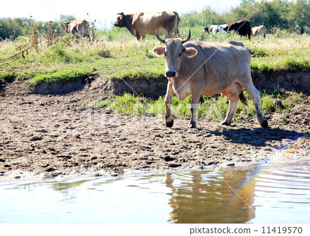 Cow Livestock Cow Livestock 11419570