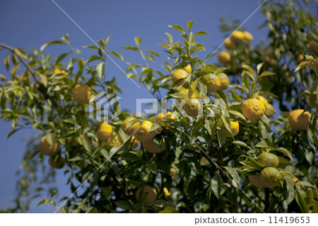 Agriculture home garden 11419653