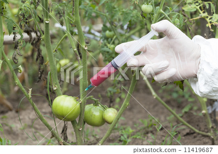 Genetically modified vegetable 11419687