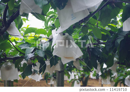 麗妍收尾袋結束 11419710