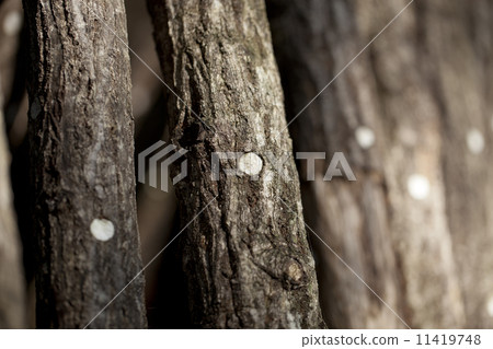 農業家庭花園 11419748