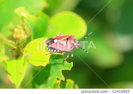 Bee whale bug 11419985