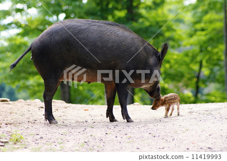 Wild animails in Canada - Wild Pigs Wild animails in Canada - Wild Pigs 11419993