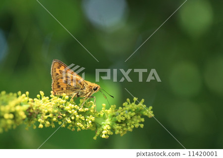 生物昆蟲毛蟲和sinanquinhades花 生物昆蟲毛蟲和sinanquinhades花 11420001