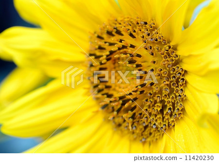 Macro shot of  yellow Sunflower (Helianthus) blossom.  11420230