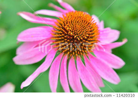 Echinacea purpurea Echinacea purpurea 11420310