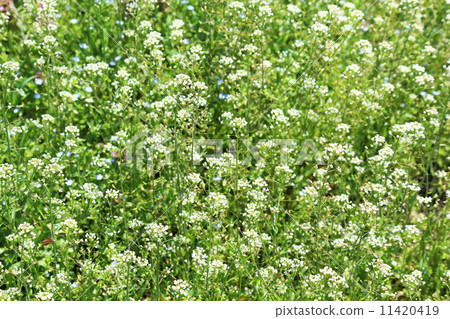 Nazna Nazna 11420419