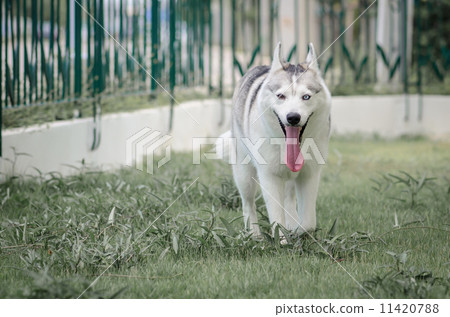 Siberian husky two colours eyes 11420788