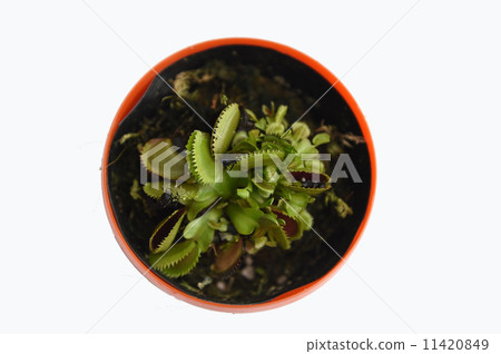 蒼蠅和草 蒼蠅和草 11420849