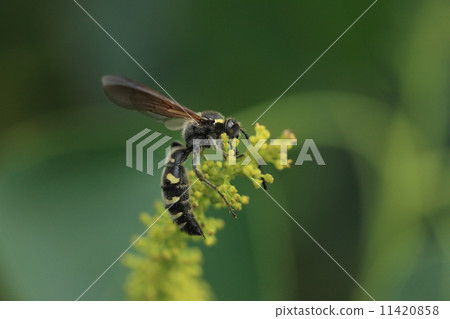 Creatures insects Omouns Bunches, adults are absorbing with a flower of Nankinghase. Children's bait is a larva of scaraba ① 11420858
