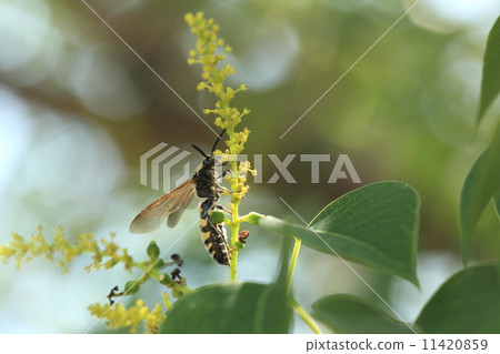 Creatures insects Omouns Bunches, adults are absorbing with a flower of Nankinghase. Children's bait is larvae of Scarabae ② Creatures insects Omouns Bunches, adults are absorbing with a flower of Nankinghase. Children's bait is larvae of Scarabae ② 11420859