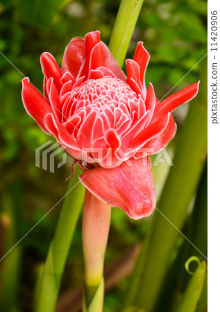 torch ginger against lush tropical growth torch ginger against lush tropical growth 11420906
