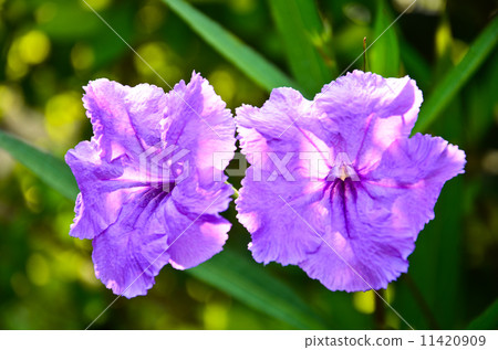 Blue flower 11420909