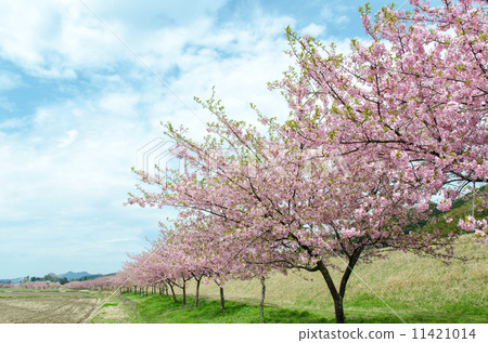 Cherry blossoms Cherry blossoms 11421014