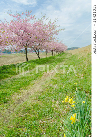 Cherry blossoms Cherry blossoms 11421015
