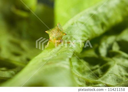 Cicada en face on lettuce leaf Cicada en face on lettuce leaf 11421158