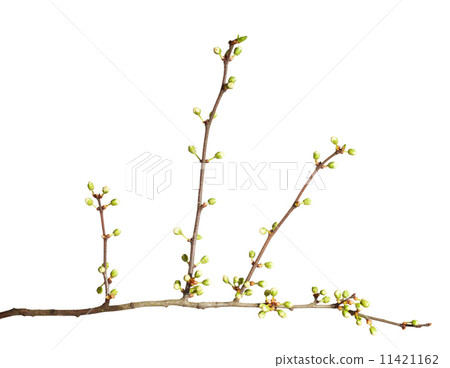 Orchard brunch ready for blossom 11421162