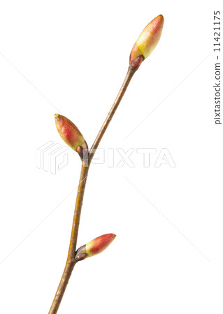 Fresh unfold buds 11421175