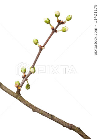 Blossom twig 11421179