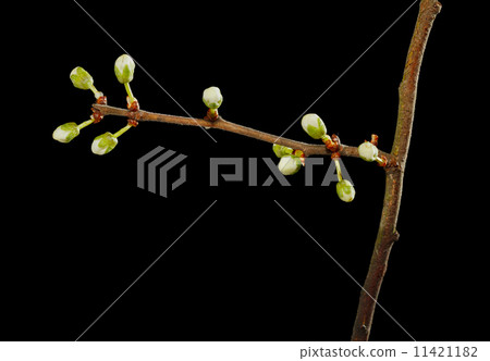 Fruit tree twig blossom 11421182