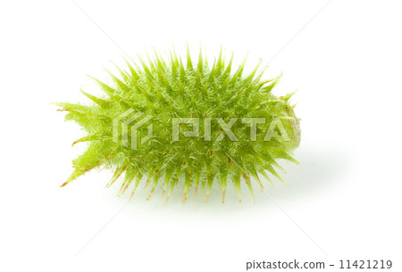 Thorny cocklebur seedpod Thorny cocklebur seedpod 11421219