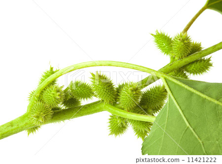 Cocklebur (Xanthium) fruits Cocklebur (Xanthium) fruits 11421222