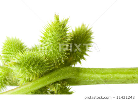 Thorny cocklebur fruits isolated on white Thorny cocklebur fruits isolated on white 11421248
