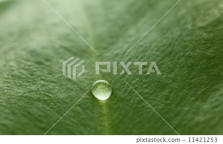 Water drop on leaf background Water drop on leaf background 11421253