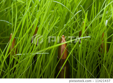 Dragon's teeth 11421437