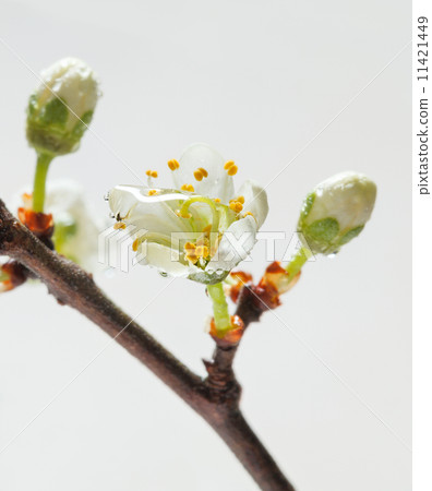 First cherry blossom after the rain First cherry blossom after the rain 11421449