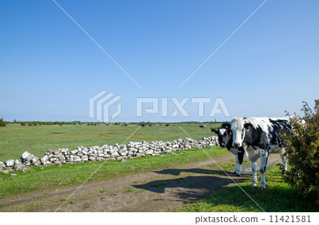Cattle watches 11421581