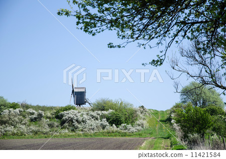 Blossom blackthorn by an old windmill 11421584