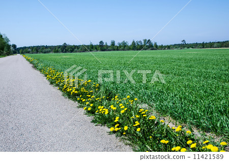 Dandelions at road side 11421589