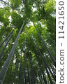  Bamboo grove 11421650