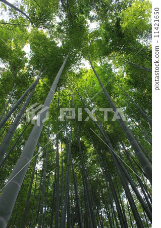  Bamboo grove 11421650