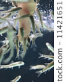 Doctor Fish 1 11421651