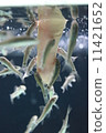 Doctor Fish 2 11421652