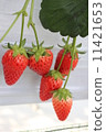 Strawberry  11421653